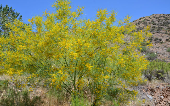 Jerusalem Thorn, also called Mexican Palo Verde, is a beautiful tree with bright green or yellow green branches, trees have smooth green bark that is able to photosynthesize. Parkinsonia aculeata